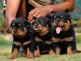 Dişi Erkek Rottweiler Yavrularımız