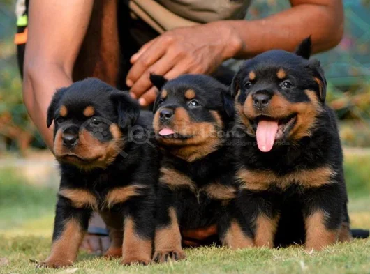 Dişi Erkek Rottweiler Yavrularımız görsel