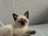 Nadir  güzellikte Siyam yavrusu