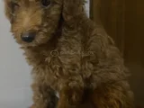 Orijinal Toy Poddle