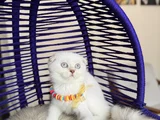 Top Kafa Scottish Fold Silver Point