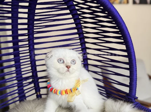 Top Kafa Scottish Fold Silver Point görsel