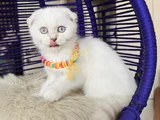Top Kafa Scottish Fold Silver Point