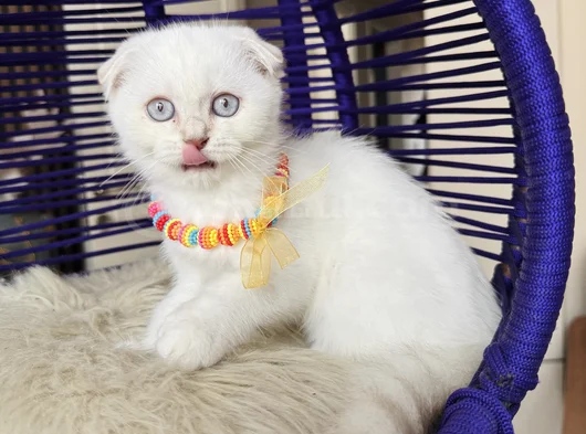 Top Kafa Scottish Fold Silver Point görsel