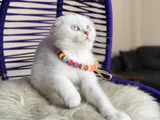 Top Kafa Scottish Fold Silver Point