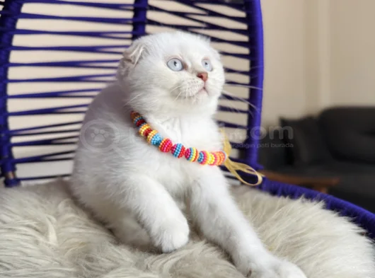 Top Kafa Scottish Fold Silver Point görsel