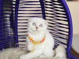 Top Kafa Scottish Fold Silver Point