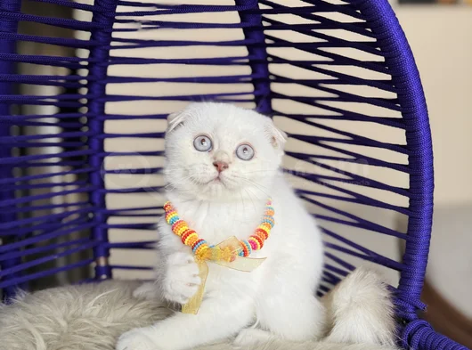 Top Kafa Scottish Fold Silver Point