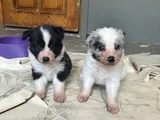 Border collie yavruları
