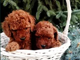 Mükemmel Kalite Teslime Hazır Toy Poodle Yavrular