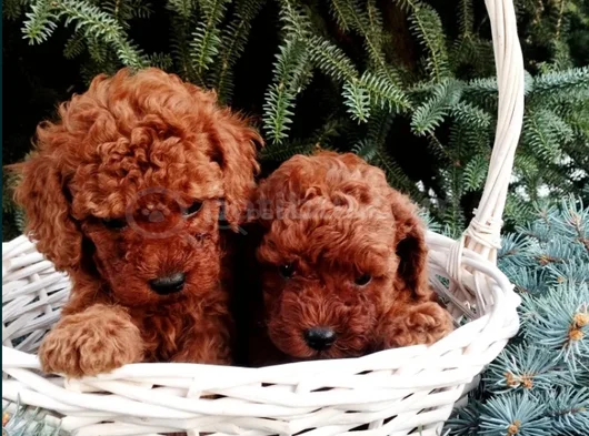 Mükemmel Kalite Teslime Hazır Toy Poodle Yavrular görsel