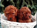 Mükemmel Kalite Teslime Hazır Toy Poodle Yavrular