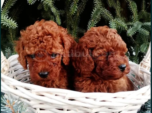 Mükemmel Kalite Teslime Hazır Toy Poodle Yavrular görsel