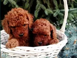 Mükemmel kalite teslime hazır toy poodle yavrular