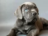 En Özelini Arayanlar Dev Cane Corso Yavrular