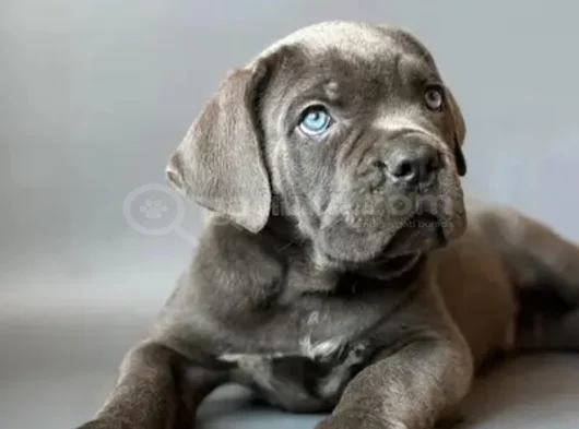 En Özelini Arayanlar Dev Cane Corso Yavrular görsel