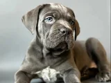 En özelini arayanlar dev cane corso yavrular