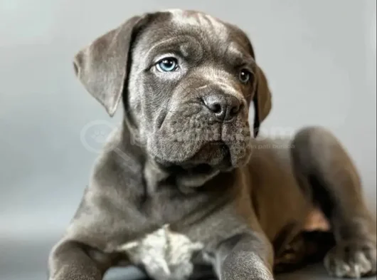 En özelini arayanlar dev cane corso yavrular