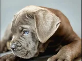 En Özelini Arayanlar Dev Cane Corso Yavrular