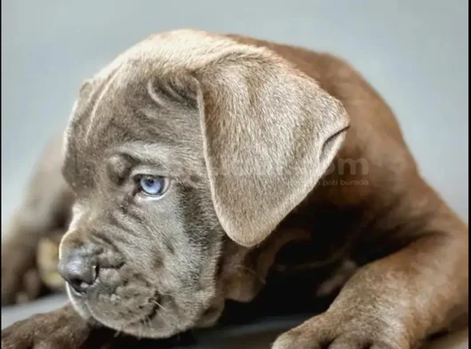 En Özelini Arayanlar Dev Cane Corso Yavrular görsel