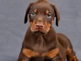 Kalıplı Show Kalitede Doberman Yavrular