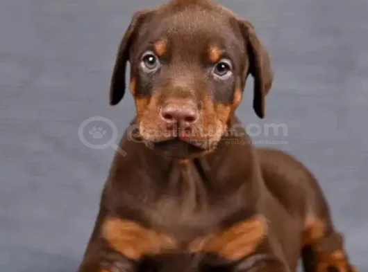 Kalıplı Show Kalitede Doberman Yavrular görsel