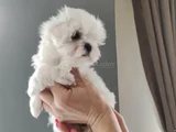 Safkan En Özel Maltese Yavrular