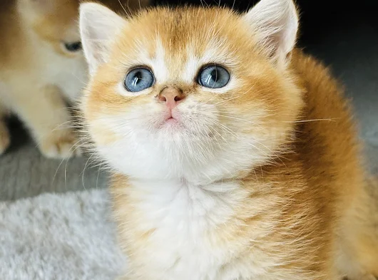 Show Kalite Orijinal British Sh Ve Longhair Golden görsel