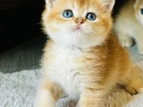 Show kalite Orijinal British sh ve longhair golden