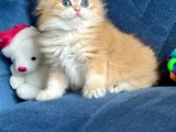 Show Kalite Orijinal British Sh Ve Longhair Golden
