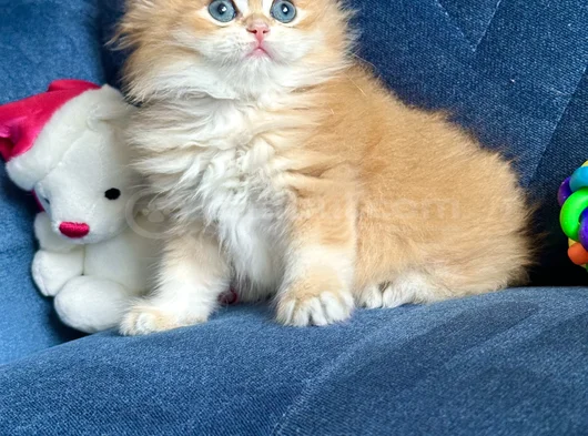 Show Kalite Orijinal British Sh Ve Longhair Golden görsel