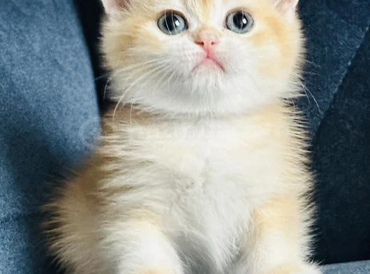 Show Kalite Orijinal British Sh Ve Longhair Golden görsel