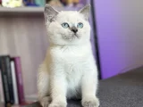 Bri̇ti̇sh Shorthai̇r Bluepoi̇nt Safkan Yavrular