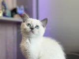 BRİTİSH SHORTHAİR BLUEPOİNT SAFKAN YAVRULAR