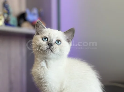 Bri̇ti̇sh Shorthai̇r Bluepoi̇nt Safkan Yavrular