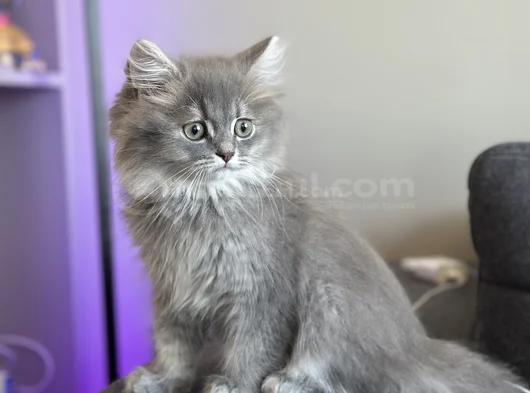 Safkan Bri̇ti̇sh Longhai̇r Yavru