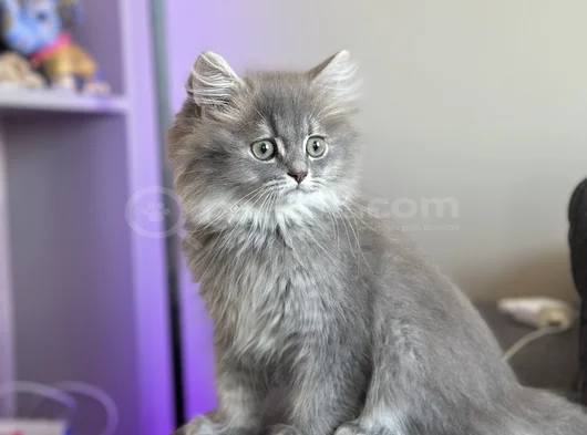 Safkan Bri̇ti̇sh Longhai̇r Yavru görsel