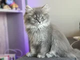 Safkan Bri̇ti̇sh Longhai̇r Yavru
