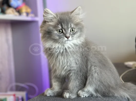 Safkan Bri̇ti̇sh Longhai̇r Yavru görsel