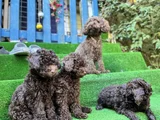 Toy Poodle 3 Aylik Hari̇ka Redbrown Yavrular Tesli̇me Hazir