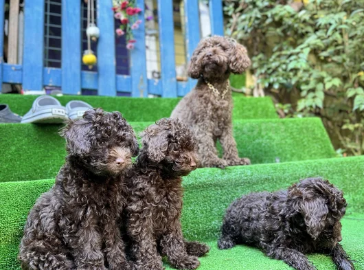 Toy Poodle 3 Aylik Hari̇ka Redbrown Yavrular Tesli̇me Hazir görsel