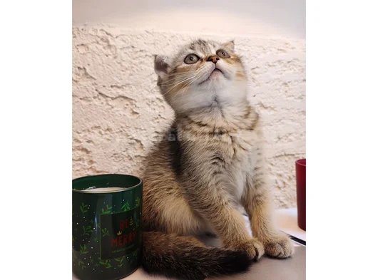 Black Golden Scottish Fold Dişi Yavru  2 Aylık görsel