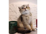 Black Golden Scottish Fold Dişi Yavru  2 Aylık