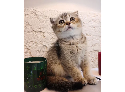 Black Golden Scottish Fold Dişi Yavru  2 Aylık görsel
