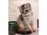 Black Golden Scottish Fold Dişi Yavru  2 Aylık