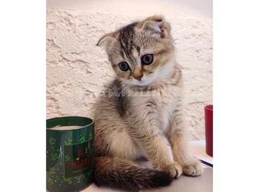 Black Golden Scottish Fold Dişi Yavru  2 Aylık