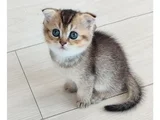 Black Golden Scottish Fold Dişi Yavru  2 Aylık