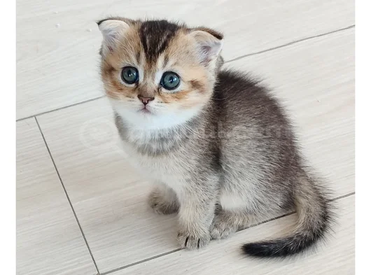 Black Golden Scottish Fold Dişi Yavru  2 Aylık görsel