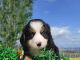 Can Dostu Bernese Mountai̇n Dog