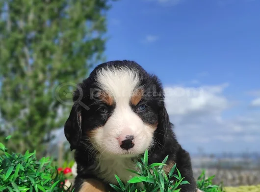 Can Dostu Bernese Mountai̇n Dog görsel